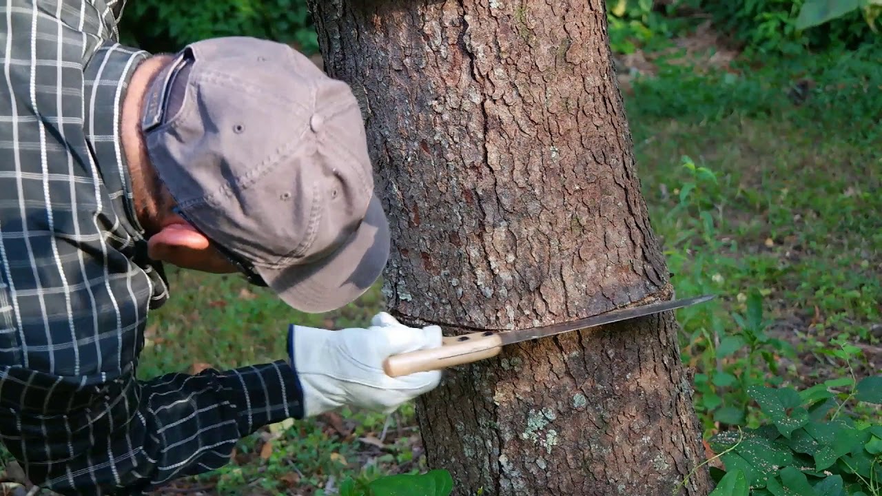 como secar un arbol de raiz sin cortarlo