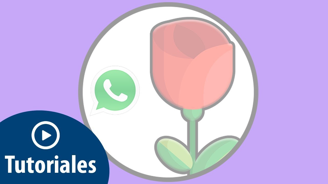 que significa la rosa roja en whatsapp